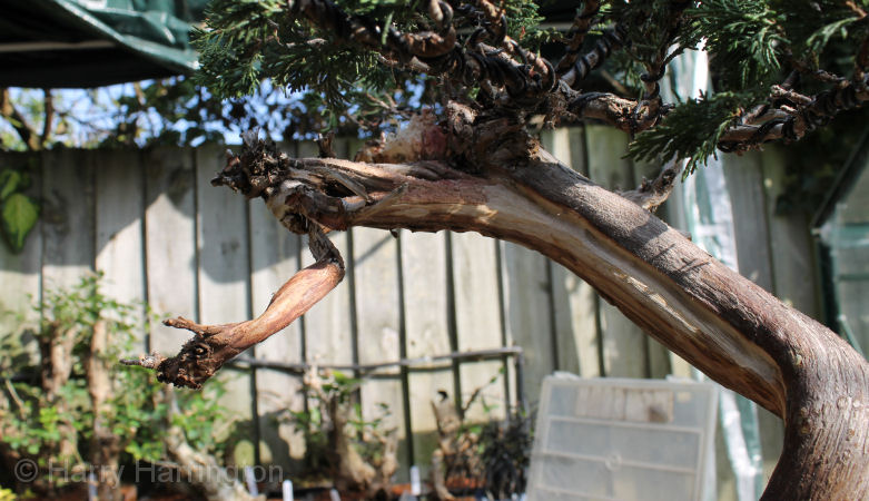juniper bonsai